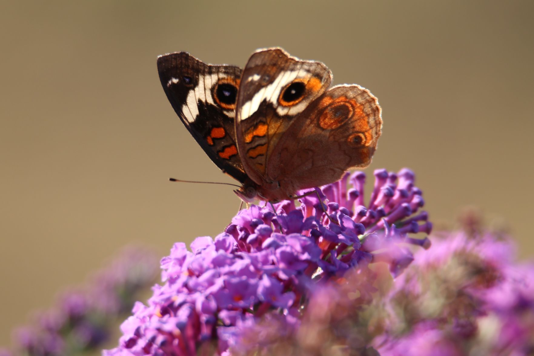 The Last Colors of Summer